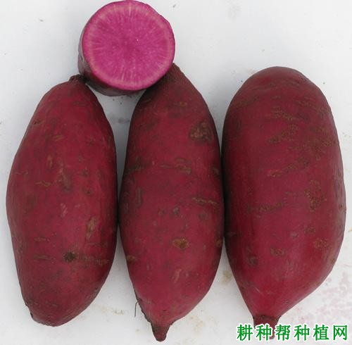 桂紫薯1号红薯品种好不好? 桂紫薯1号红薯品种好不好?