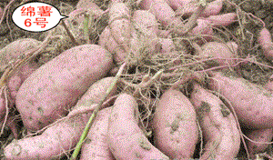 绵薯8号红薯品种好不好? 绵薯8号红薯品种好不好?