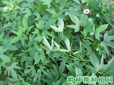 桂薯6号红薯品种好不好? 桂薯6号红薯品种好不好?