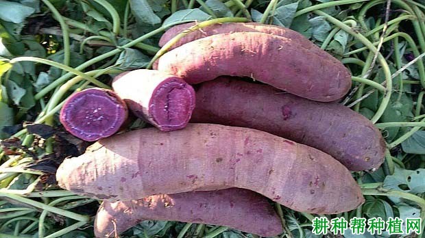 广紫薯1号红薯品种好不好? 广紫薯1号红薯品种好不好?