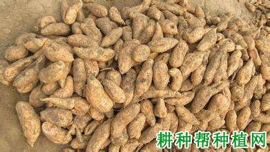 莆薯16红薯品种好不好? 莆薯16红薯品种好不好?