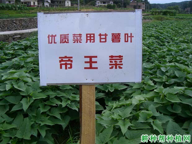 福薯10号红薯品种好不好? 福薯10号红薯品种好不好?