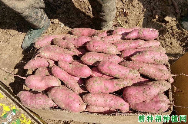 泉薯830红薯品种好不好? 泉薯830红薯品种好不好?