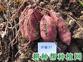 济徐23红薯品种好不好? 济徐23红薯品种好不好?