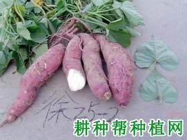 徐薯27红薯品种好不好? 徐薯27红薯品种好不好?