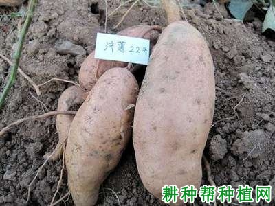 济薯22号红薯品种好不好? 济薯22号红薯品种好不好?