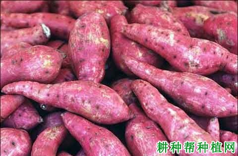 齐宁12号红薯品种好不好? 齐宁12号红薯品种好不好?