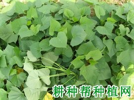 桂薯3号红薯品种好不好? 桂薯3号红薯品种好不好?