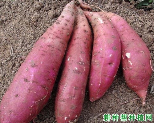 冀薯99红薯品种好不好? 冀薯99红薯品种好不好?