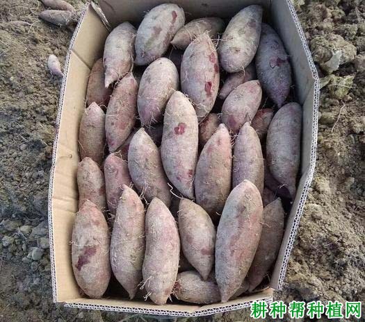 济紫薯1号红薯品种好不好? 济紫薯1号红薯品种好不好?