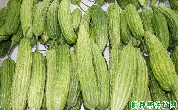 西园苦瓜品种好不好? 西园苦瓜品种好不好?