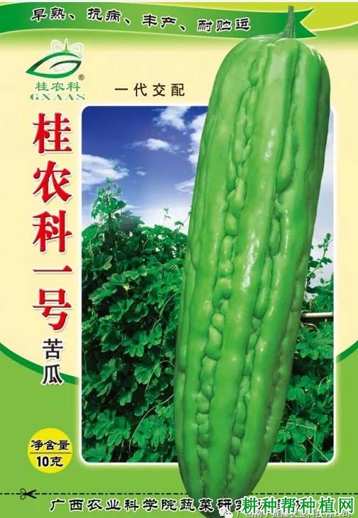 桂农科一号苦瓜品种好不好? 桂农科一号苦瓜品种好不好?