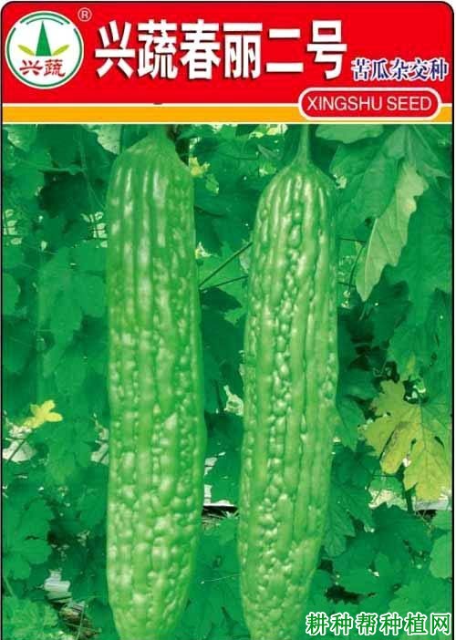 兴蔬春丽苦瓜品种好不好? 兴蔬春丽苦瓜品种好不好?