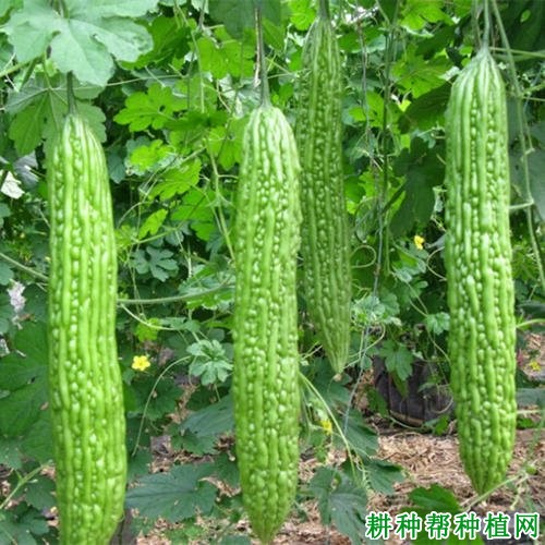 长绿苦瓜品种好不好? 长绿苦瓜品种好不好?