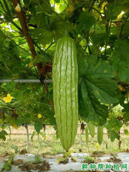 贵苦瓜2号苦瓜品种好不好? 贵苦瓜2号苦瓜品种好不好?