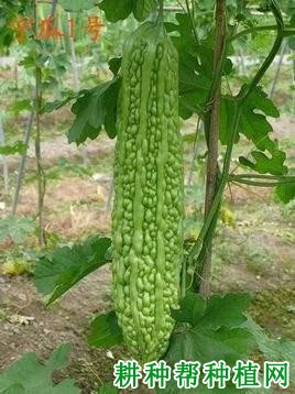 宁瓜1号苦瓜品种好不好? 宁瓜1号苦瓜品种好不好?