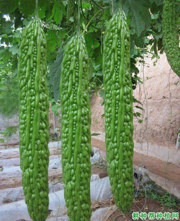 农优1号苦瓜品种好不好? 农优1号苦瓜品种好不好?