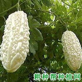 冠春1号苦瓜品种好不好? 冠春1号苦瓜品种好不好?