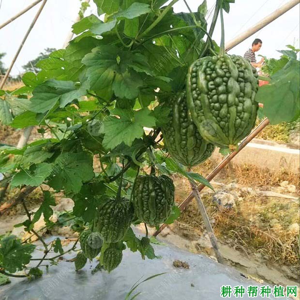 利农珍珠苦瓜品种好不好? 利农珍珠苦瓜品种好不好?