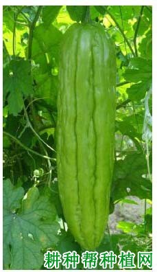 丰绿2号苦瓜品种好不好? 丰绿2号苦瓜品种好不好?