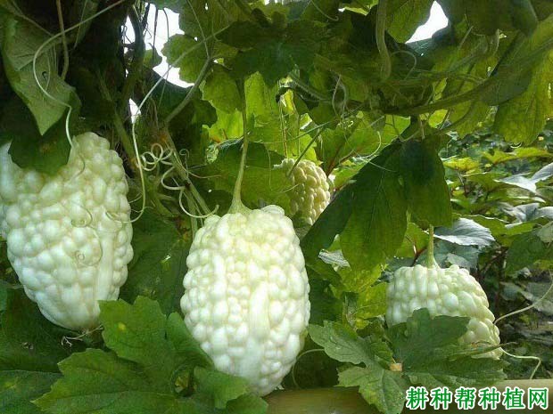 如玉45苦瓜品种好不好? 如玉45苦瓜品种好不好?