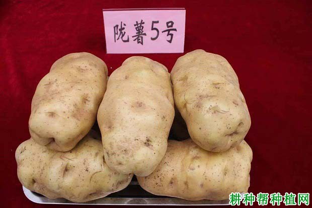 陇薯5号马铃薯品种好不好? 陇薯5号马铃薯品种好不好?