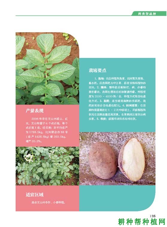 云薯503马铃薯品种好不好? 云薯503马铃薯品种好不好?