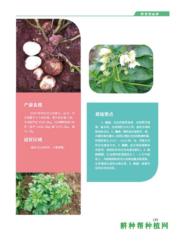 云薯504马铃薯品种好不好? 云薯504马铃薯品种好不好?