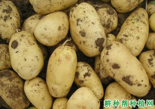 中薯3号马铃薯品种好不好? 中薯3号马铃薯品种好不好?