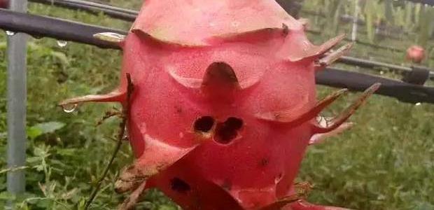 ӶԻЩΣηνӣ