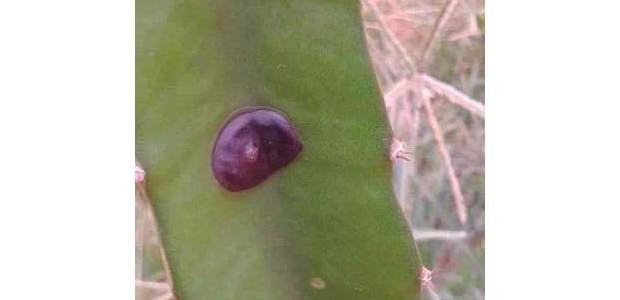 ڸ֢״ڸηм֣