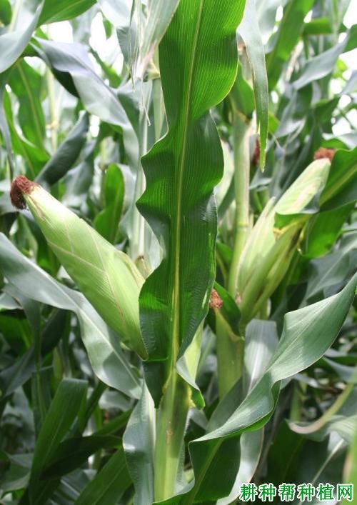 鑫星321普通玉米品种好不好? 鑫星321普通玉米品种好不好?