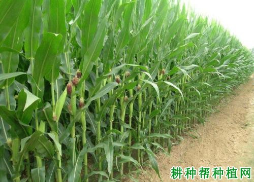 陇青贮2号玉米品种好不好? 陇青贮2号玉米品种好不好?