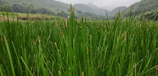 418Ʒֺòã