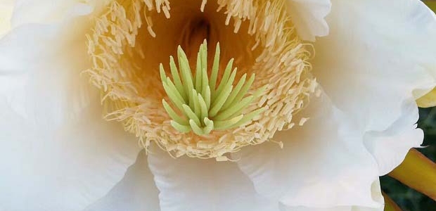 ڷҪ