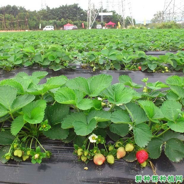 种草莓是先盖膜还是先定植？