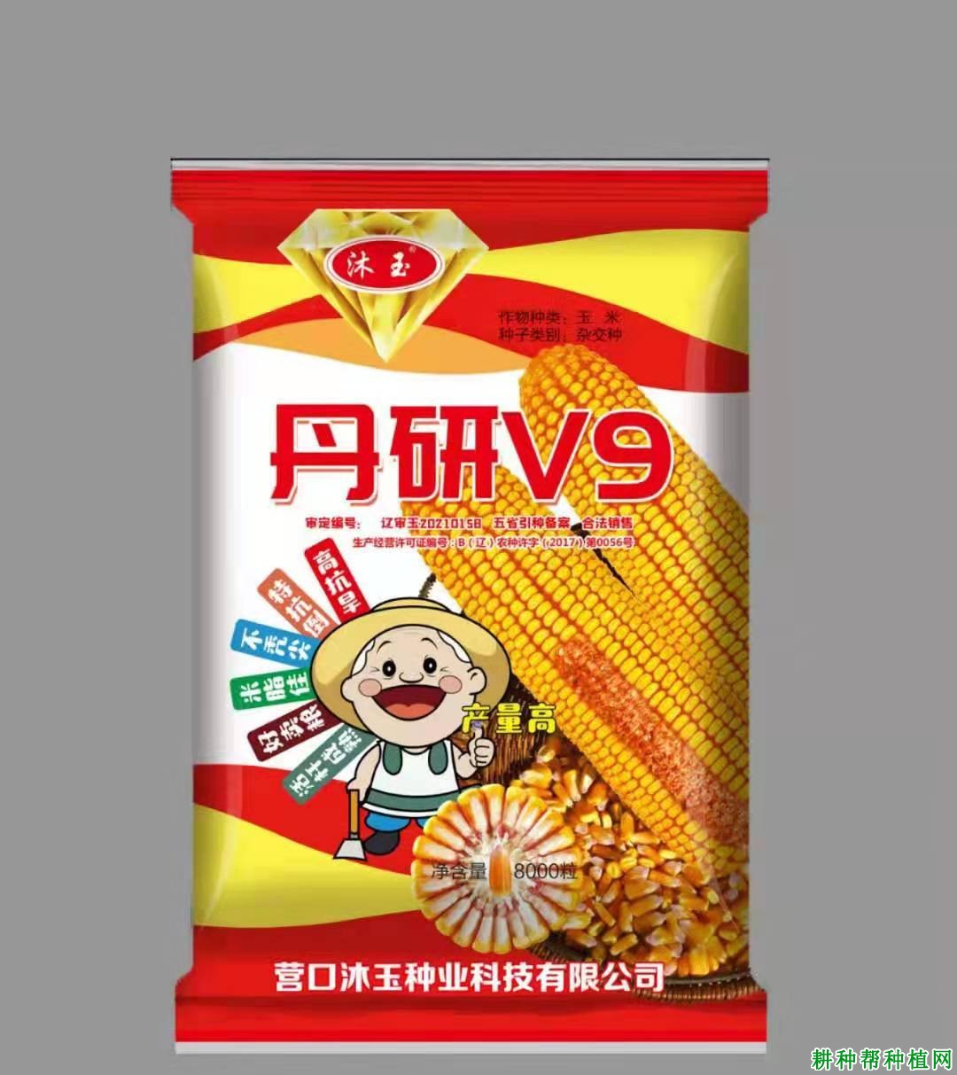 丹研V9普通玉米品种好不好? 丹研V9普通玉米品种好不好?