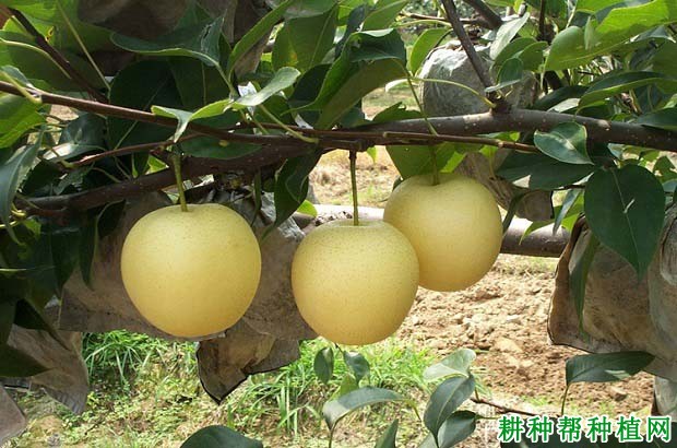 新泉梨梨树品种好不好? 新泉梨梨树品种好不好?