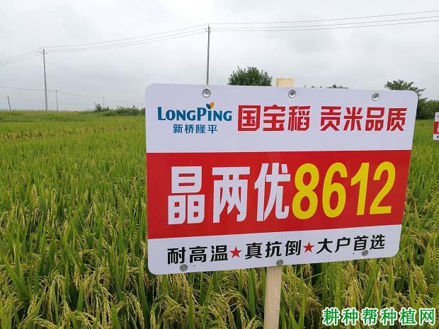 晶两优8612水稻品种好不好? 晶两优8612水稻品种好不好?