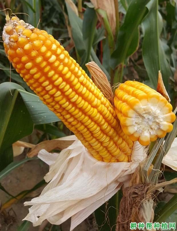 MC817普通玉米品种好不好? MC817普通玉米品种好不好?