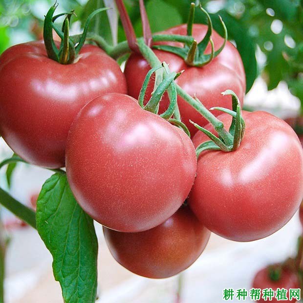 西红柿属于水果还是蔬菜？