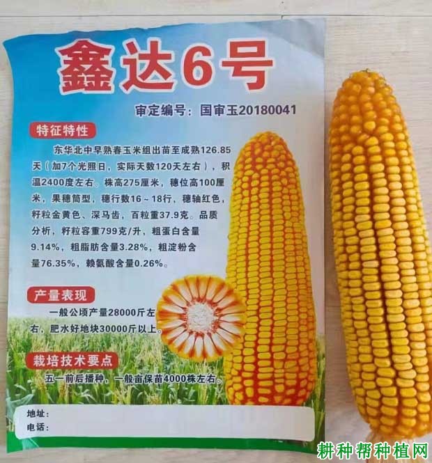 鑫达6号普通玉米品种好不好? 鑫达6号普通玉米品种好不好?