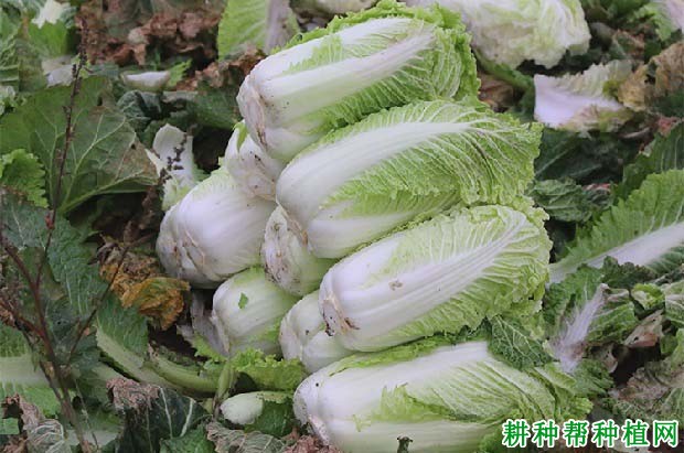 白菜它是“维C菜”，常吃杀菌、消炎还抗癌