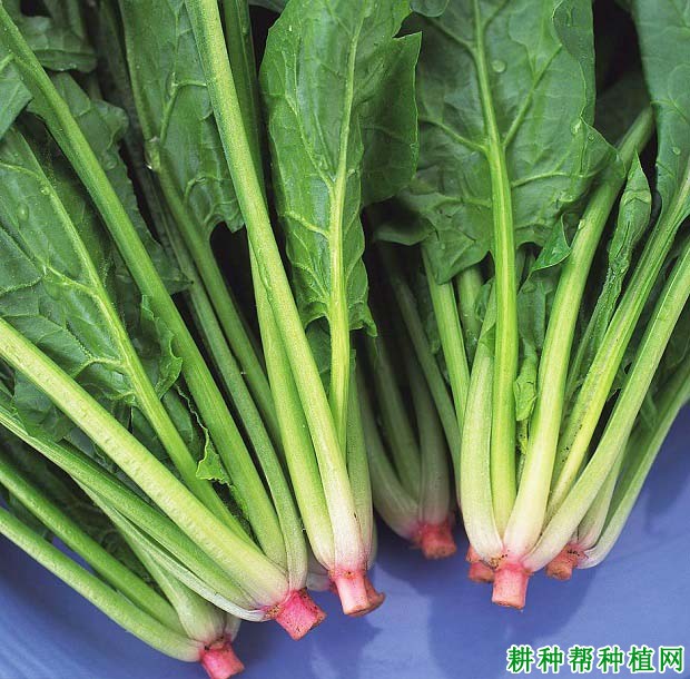 常吃菠菜能抗氧化、抗肿瘤