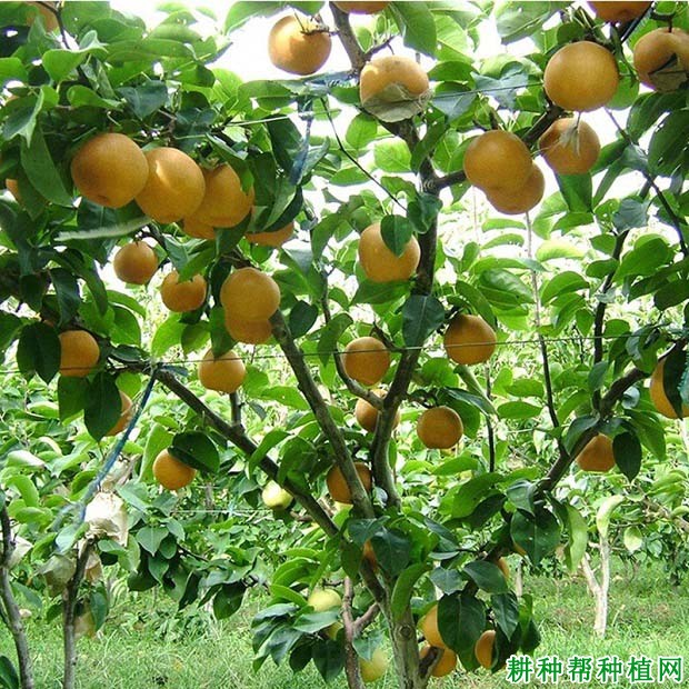 盛果期梨树怎样进行修剪? 盛果期梨树怎样进行修剪?