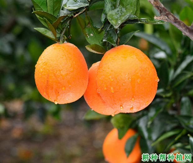 奉节脐橙多少一斤?奉节脐橙什么时候成熟上市? 奉节脐橙多少一斤?奉节脐橙什么时候成熟上市?