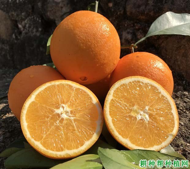 奉节脐橙多少一斤?奉节脐橙什么时候成熟上市? 奉节脐橙多少一斤?奉节脐橙什么时候成熟上市?