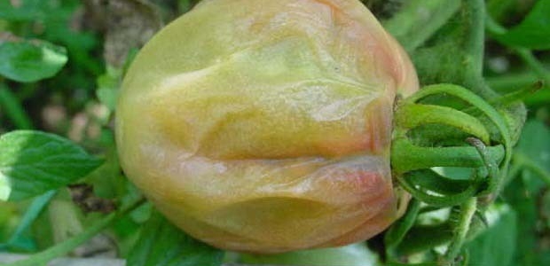 ƷϸʲôҩЧã