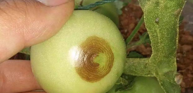Ʒư߹ʲôҩЧã