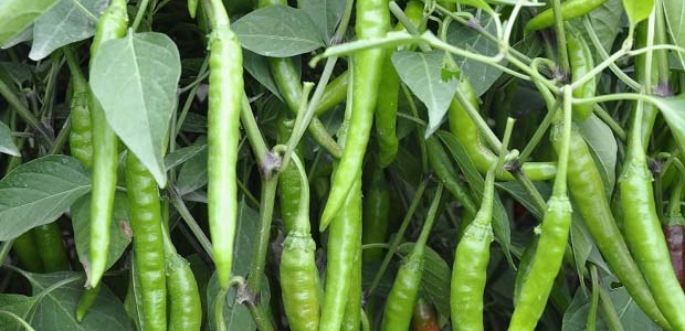1Ʒֽ